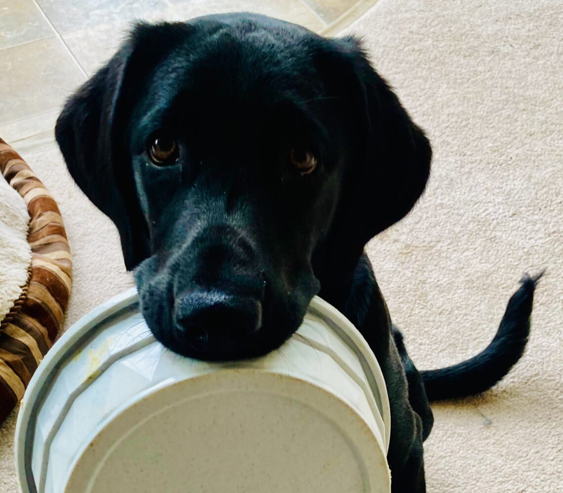 puppy with food bowl