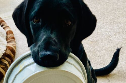 puppy with food bowl