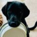 puppy with food bowl