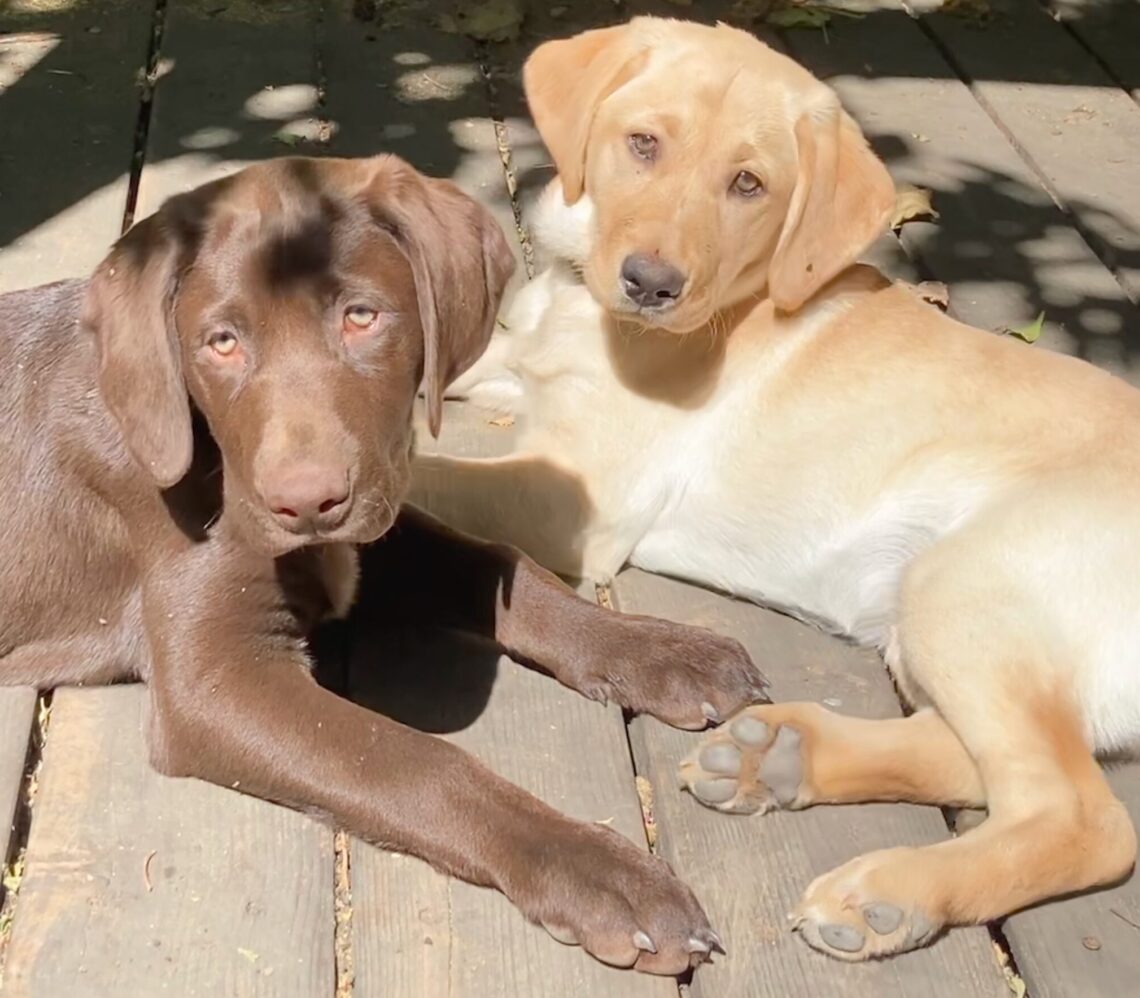 raising littermates buster and lily