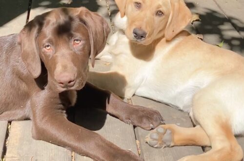 raising littermates buster and lily