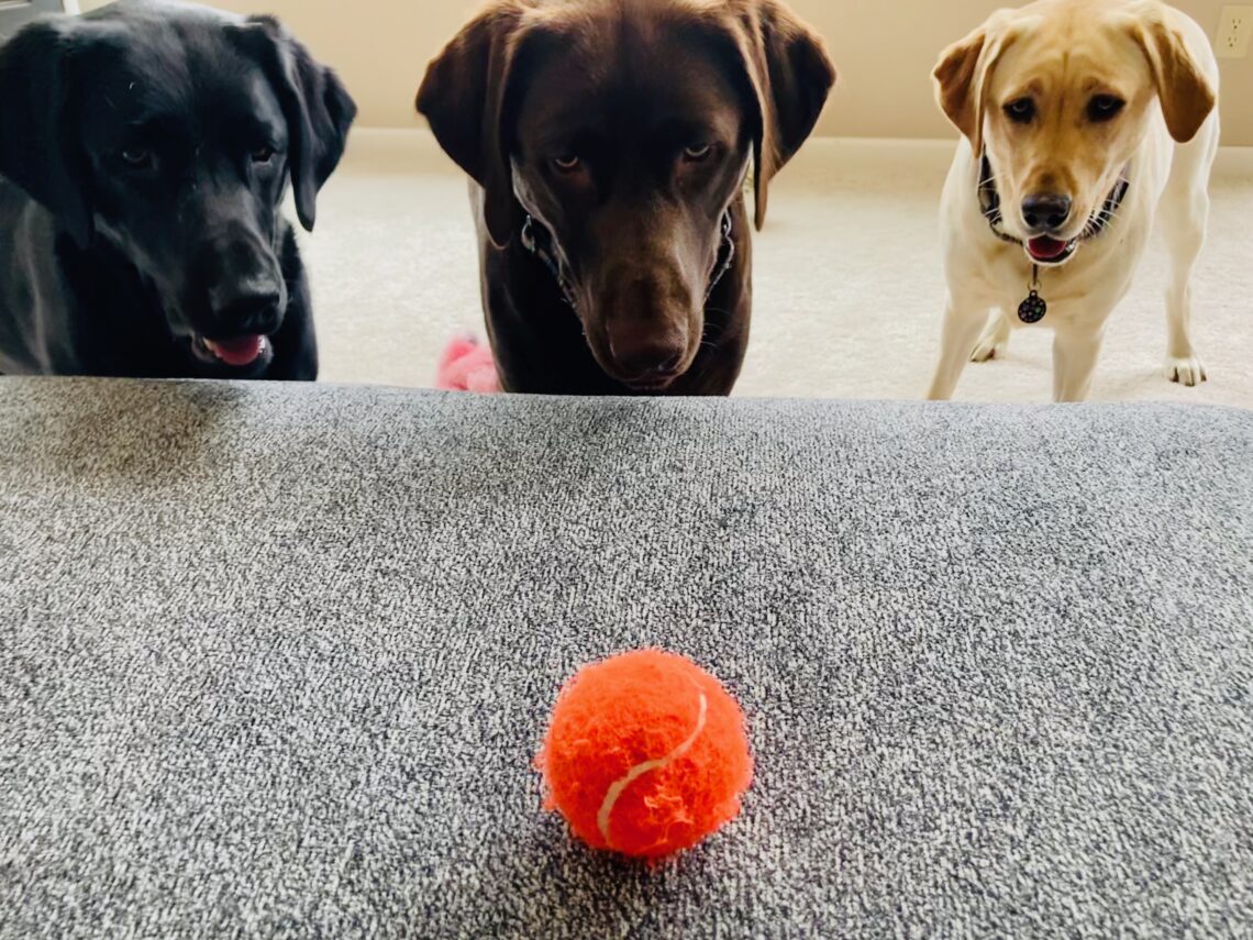 labrador and the ball