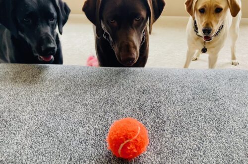 labrador and the ball