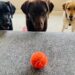 labrador and the ball