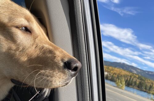 packing for solo road trip with puppy