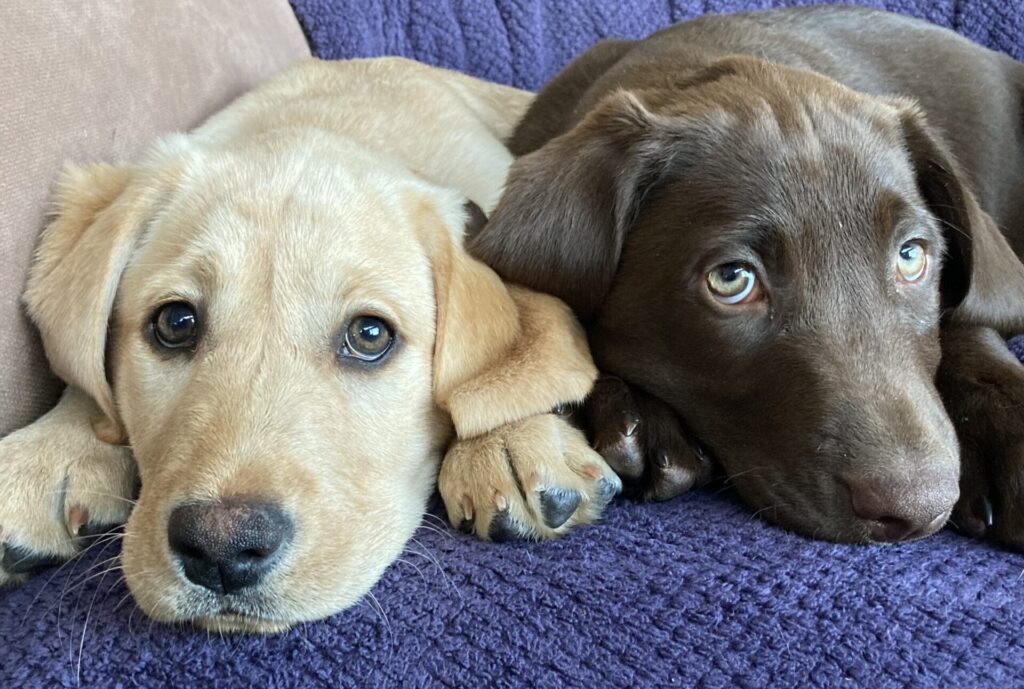 Welcome to The Labrador Life! - The Labrador Life